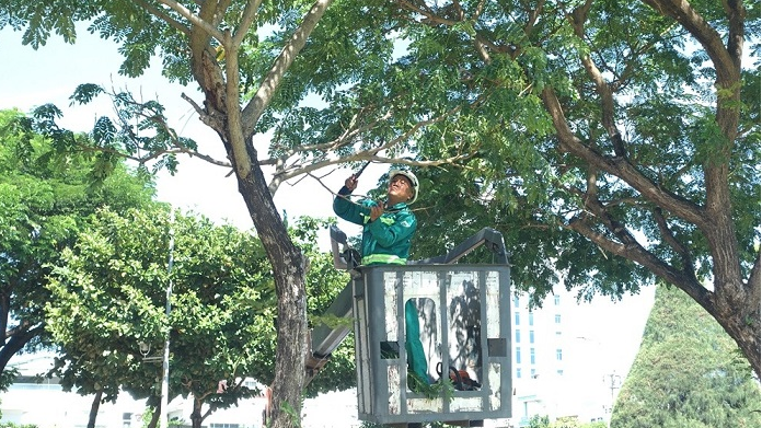 Quản lý cây xanh đô thị trước mùa mưa bão – Chỉ tỉa cành, đừng nên cắt trụi (22/05/2024)